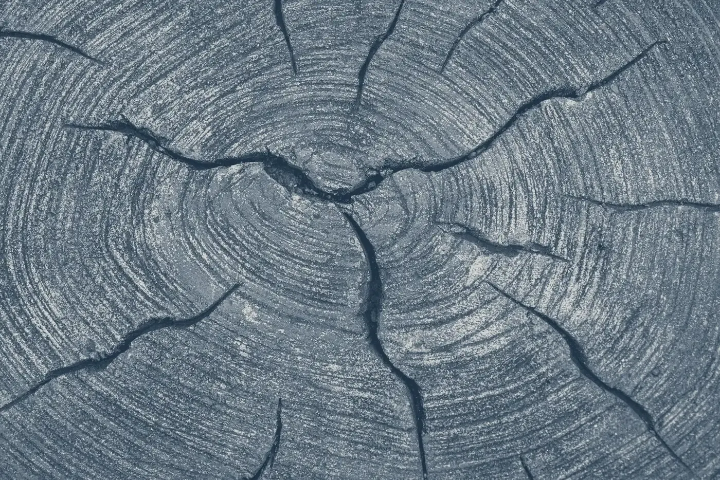 Growth rings in the end grain of a timber log, in muted navy tones